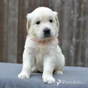 Golden Retriever Puppies/whatsapp/viber/+63 956 557 1827 | PostAds PH