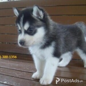 Sweet Siberian Husky Puppies/whatsapp/viber/+63 956 557 1827 | PostAds PH
