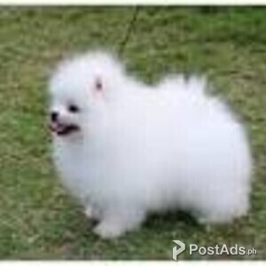 Tiny Pomeranian puppies!!/whatsapp/viber/+63 956 557 1827 | PostAds PH