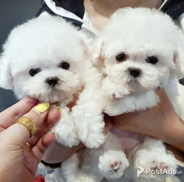 Bichon Frise pupies