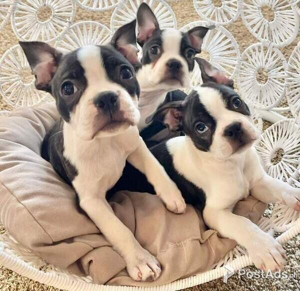 Boston Terrier 