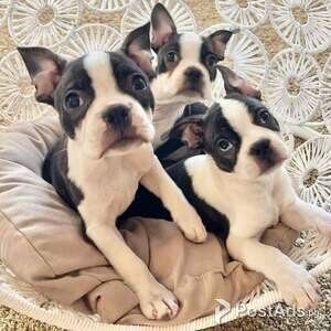 Boston Terrier | PostAds PH