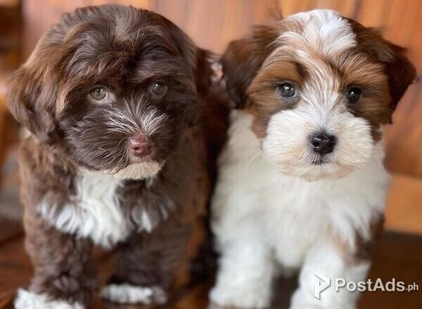 Havanese Puppies