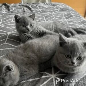 British short hair | PostAds PH