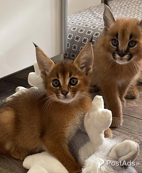Caracal kittens