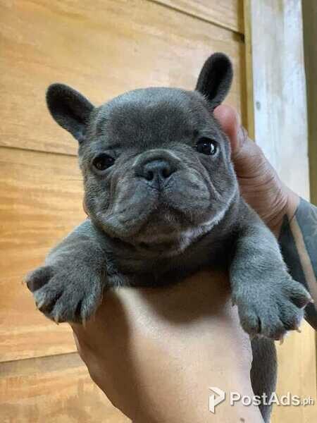 PH MALE / FEMALE FRENCH BULLDOG PUPPIES FOR SALE [DOGS] (FRENCHIES)