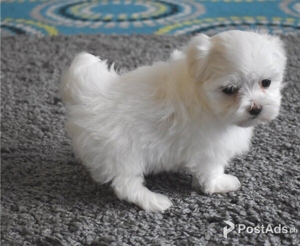 Cute Maltese puppy 