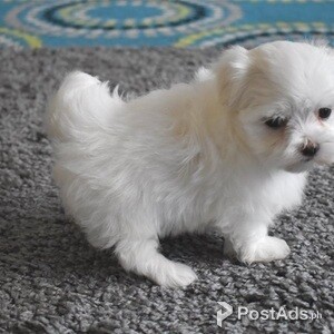 Cute Maltese puppy | PostAds PH