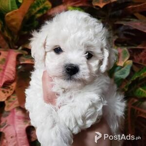 Bichon frise Puppies | PostAds PH
