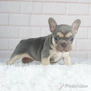 French Bulldog Puppies | PostAds PH