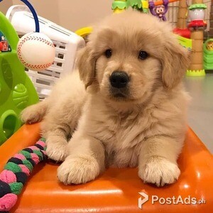 Golden Retriever puppies | PostAds PH