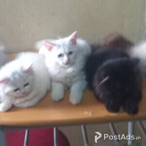 Highly affordable Persian Kittens for Re-Homing 09772482542 | PostAds PH