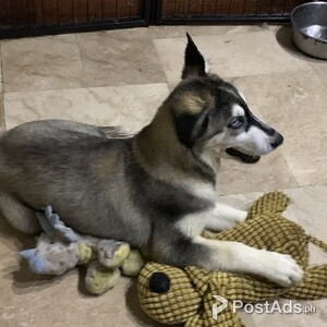 Siberian Husky puppy | PostAds PH