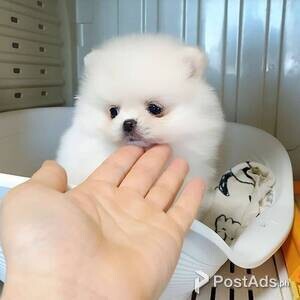 Teacup Pomeranian puppies | PostAds PH
