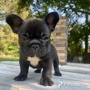 French Bulldog puppies with pcci reg | PostAds PH
