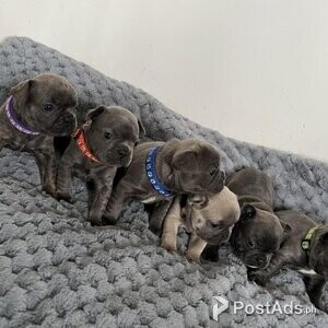 READY NOW Stunning French Bulldog Pups. | PostAds PH