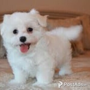 Adorable Maltese Puppy | PostAds PH