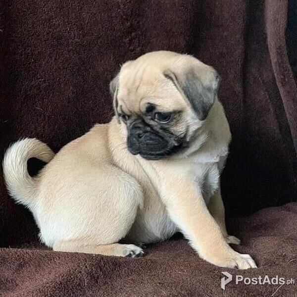 PH MALE/FEMALE PUG PUPPIES FOR SALE [DOGS] METRO MANILA [PUG PUPPY]
