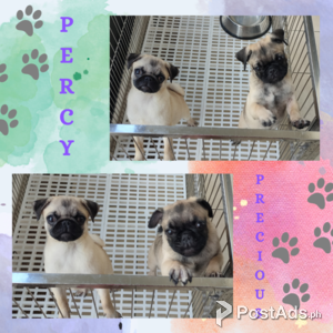 Pug puppies | PostAds PH