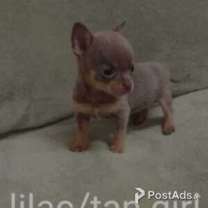 Kc chihuahua puppies | PostAds PH