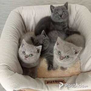 British Short Hair Kittens | PostAds PH