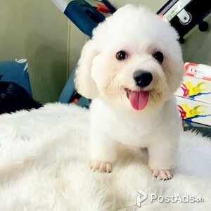 Pure bichon frise | PostAds PH