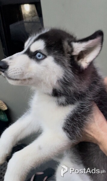 Wooly husky