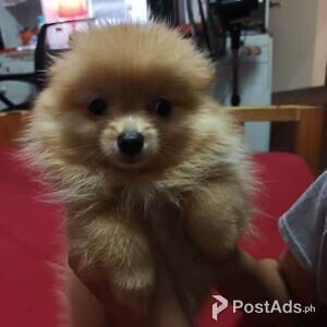 Pomeranian Puppy | PostAds PH