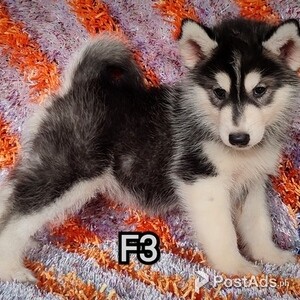 Siberian husky | PostAds PH
