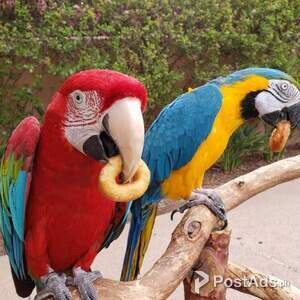 BLUE AND GOLD MACAW PARROTS | PostAds PH