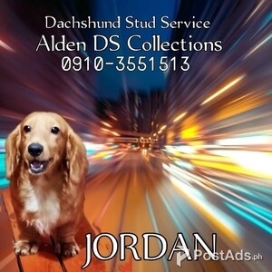 Dachshund Stud Service | PostAds PH