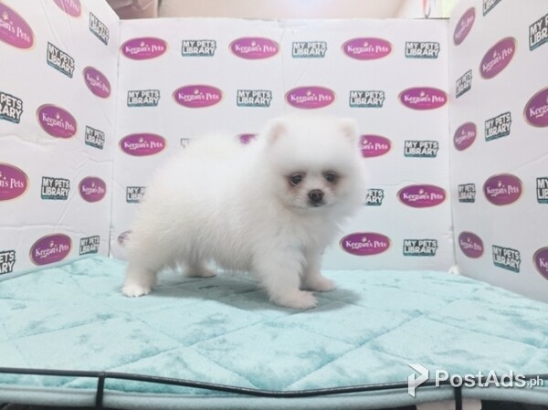 Pomeranian - White