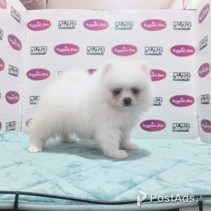 Pomeranian - White | PostAds PH