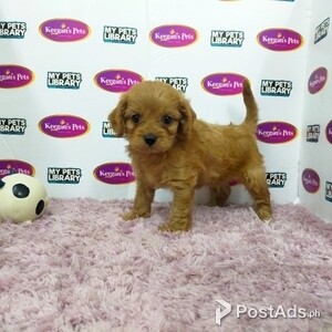 Cavapoo - Brown (Male) | PostAds PH