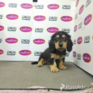 Miniature Dachshund Long Hair - Black Tan (Male / Female) | PostAds PH