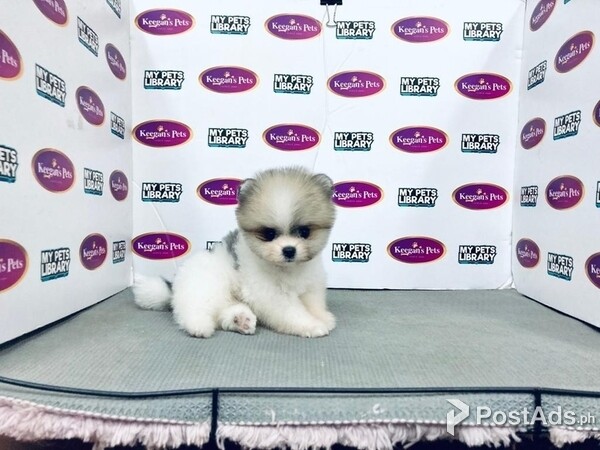 Pomeranian - Parti (Male)