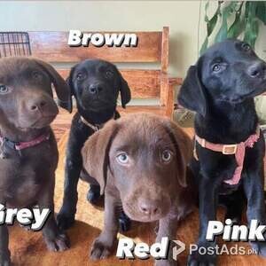Labrador retriever | PostAds PH