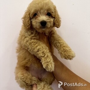 Toy poodle for sale | PostAds PH