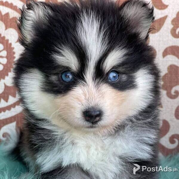 POMSKY PUPPIES 0945-7024296 FOR SALE METRO MANILA [DOGS] POMSKY 