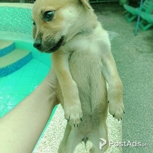 LABRADOR FEMALE PUPPY 2 | PostAds PH