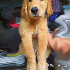 Golden Retriever Puppies "Champline" | PostAds PH