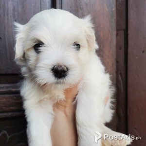 Pure Maltese Teacup | PostAds PH