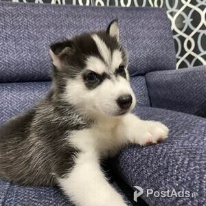 Siberian Husky Puppy Male | PostAds PH