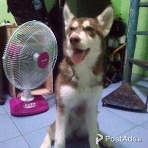 5months Old, Pure Siberian Husky (Female) | PostAds PH