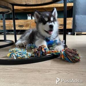 Alaskan Malamute Puppies Available | PostAds PH