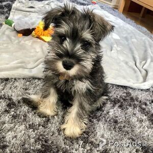 Miniature Schnauzer puppies for sale | PostAds PH
