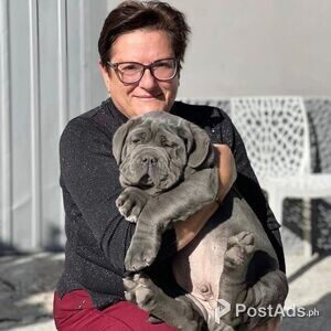Neapolitan Mastiff Puppies for sale | PostAds PH