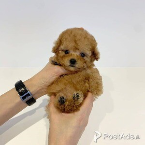 Poodle puppies here for Sale | PostAds PH