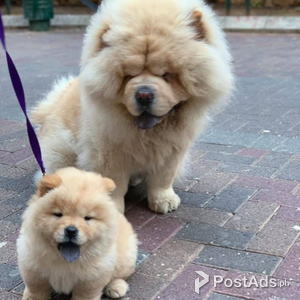CHOW CHOW PUPS - METRO MANILA ( 09457024296 ) | PostAds PH