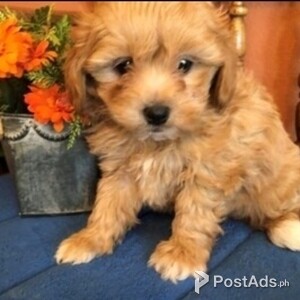 Adorable Maltipoo puppies for sale | PostAds PH